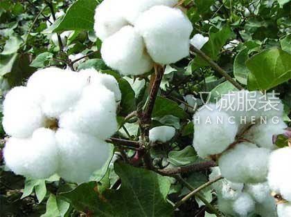 棉花市场继续炒作 新花收购价格继续上涨