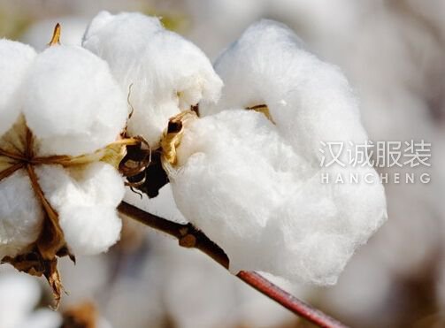 高品质棉花出现短暂供应真空 棉价有望继续上涨